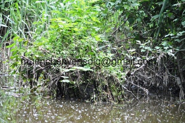 http://muenchenvenedig.com/media/vater-sohn-abenteuer/Eine wunderschoene Kanutour auf dem bayerischen Amazonas/DSC_0767_600x399.JPG